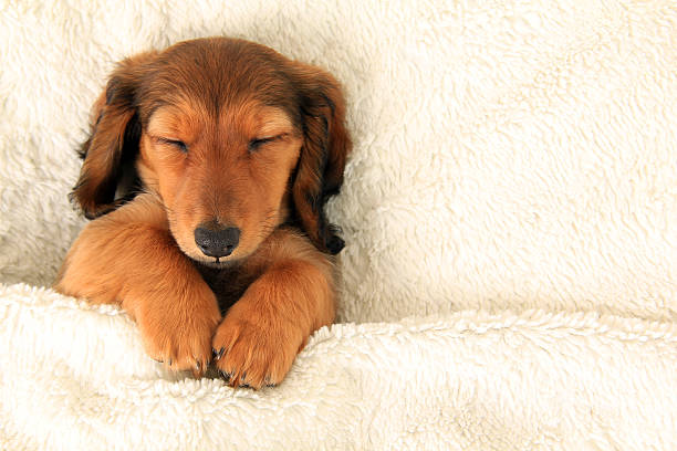 How Much Sleep Does Your Dog Really Need?