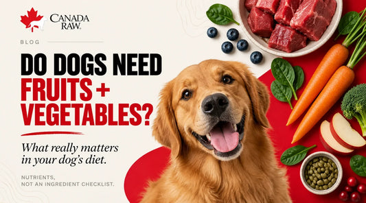 Do Dogs Need Fruits and Vegetables? What Really Matters in Your Dog’s Diet