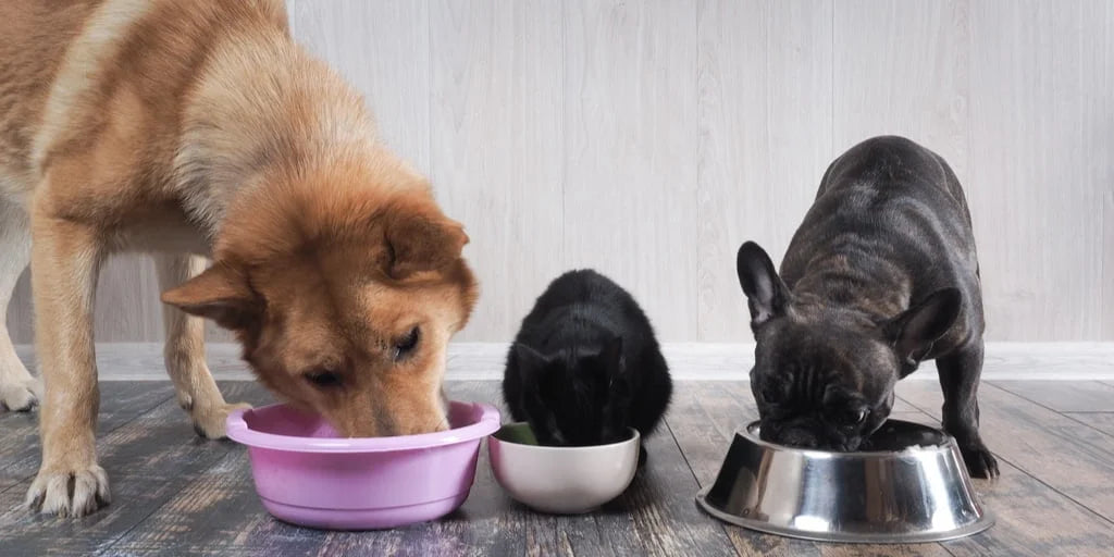 The Hidden Dangers of Overfeeding Your Pet and How to Prevent Them