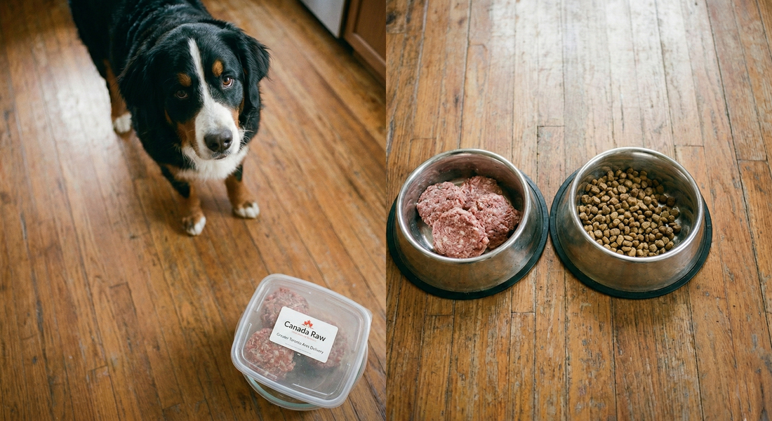 The Transition Timeline: Switching Your Dog to Raw in 7 Days