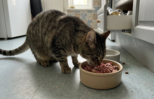 Can Cats Eat Raw Food? Everything You Need to Know About Raw Feeding for Felines