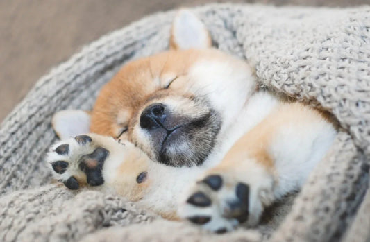 The Gut-Brain Connection in Dogs: How Raw Feeding Supports Mental Health and Calm Behaviour