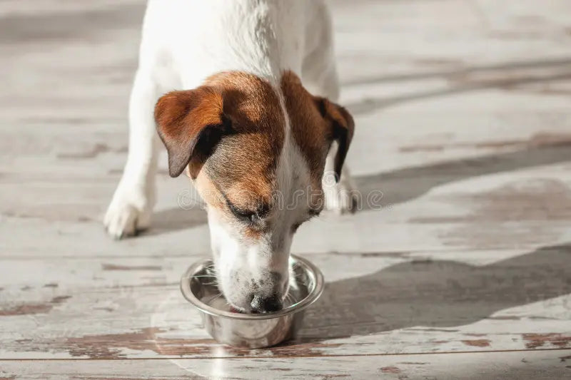 Safe and Unsafe Human Foods for Dogs: What You Need to Know