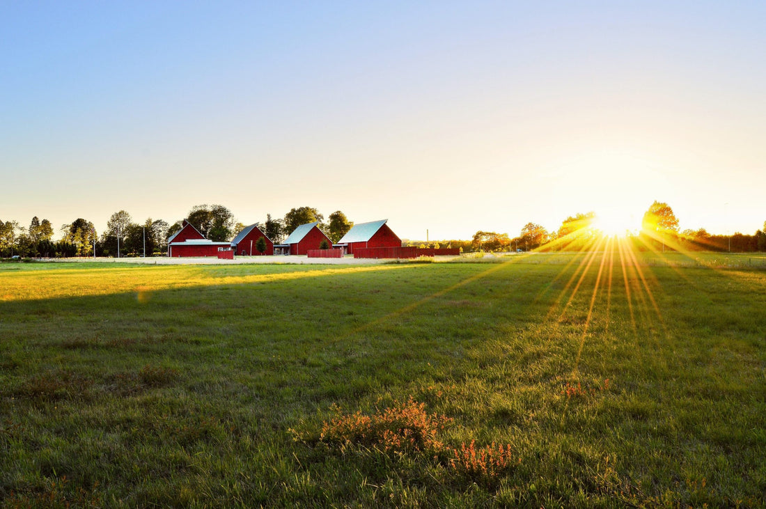 The Importance of Local Sourcing of Raw Pet Food: Supporting Local Ontario Farmers