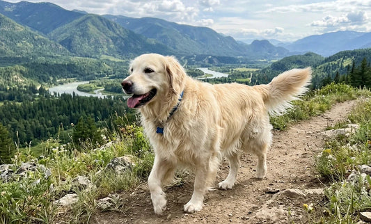 What Happens to Your Dog's Coat When You Switch to Raw? (Spoiler: It Gets Gorgeous)