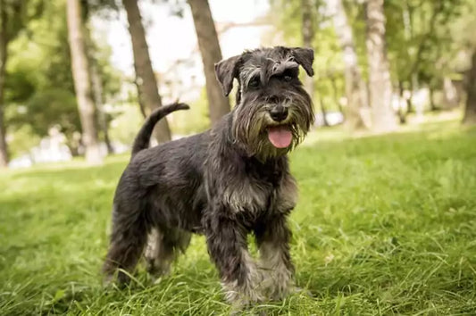 Top Dog Breeds for Allergy Sufferers -- Finding Your Perfect Hypoallergenic Companion