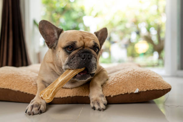 Top 5 Raw Snacks for Energy and Focus for Dogs
