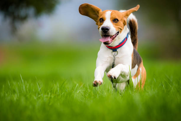 Mastering the Nutritional Needs of Active Pets