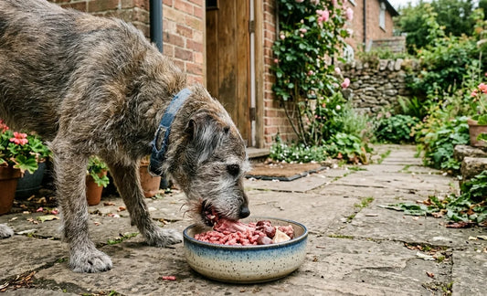 Joint Pain and Inflammation in Dogs: How a Raw Diet Can Help