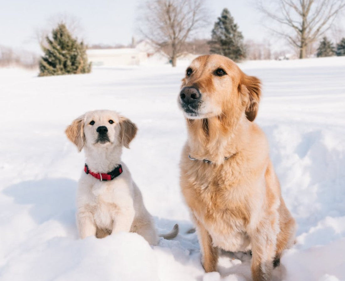 Winter Wellness: How Raw Feeding Supports Your Pet Through the Cold Months