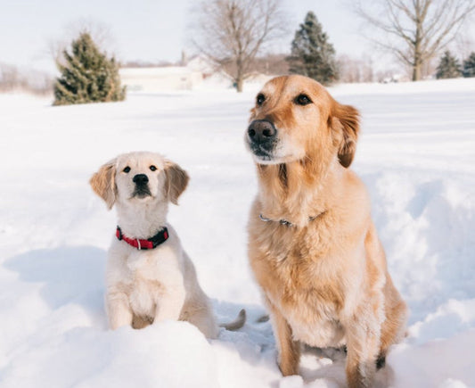 Winter Wellness: How Raw Feeding Supports Your Pet Through the Cold Months